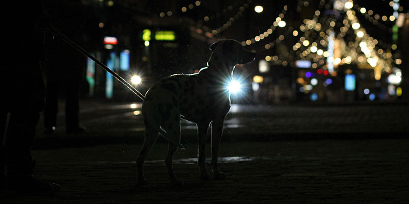 Flere Tidlig forvisning Vær klar til at lufte din hund i mørke - Få råd fra Orbilocs Ambassadører