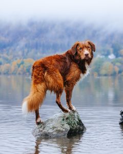 Wet dog standing on a rock and waiting for a command