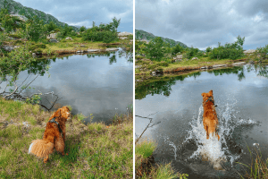 Dog running into the water after hearing a command