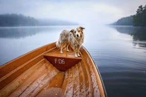 Australian shepherd dog on a boat