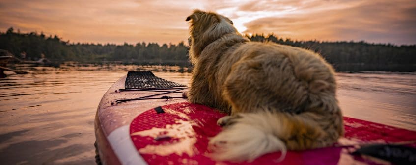 Dog on a paddle board