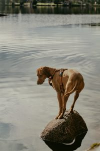 Dog standing on a rock which is the lake