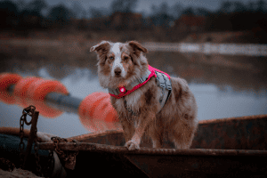 Australian shepherd dog with a life vest in a boat