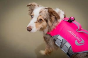 Australian shepherd dog with a life vest in water