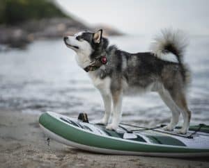 A dog standing on a surf board