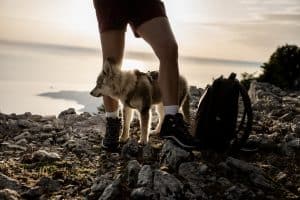 Human and a dog hiking on mountains